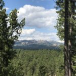 alt="trees close up with mountains in distance"