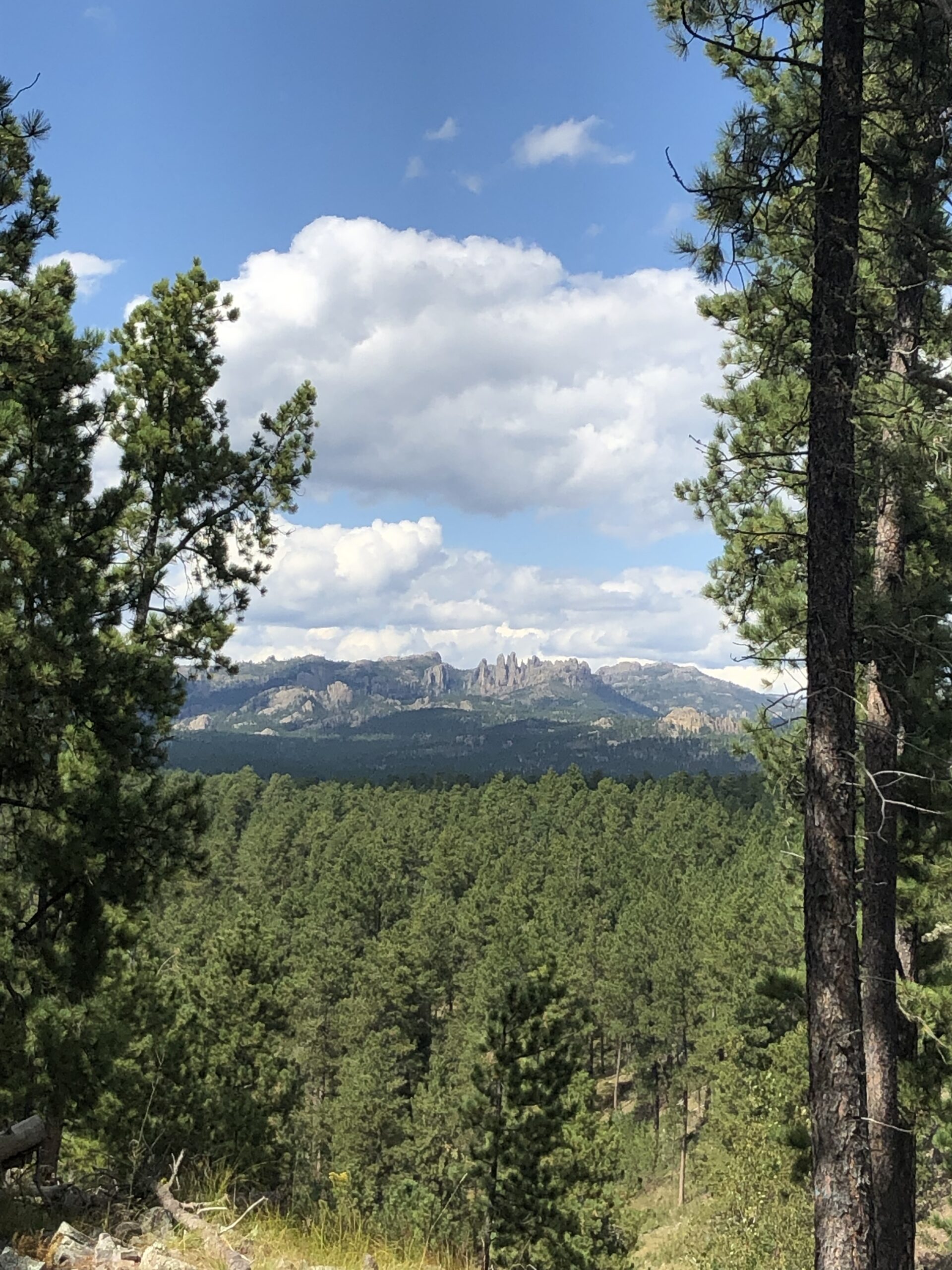 alt="trees close up with mountains in distance"