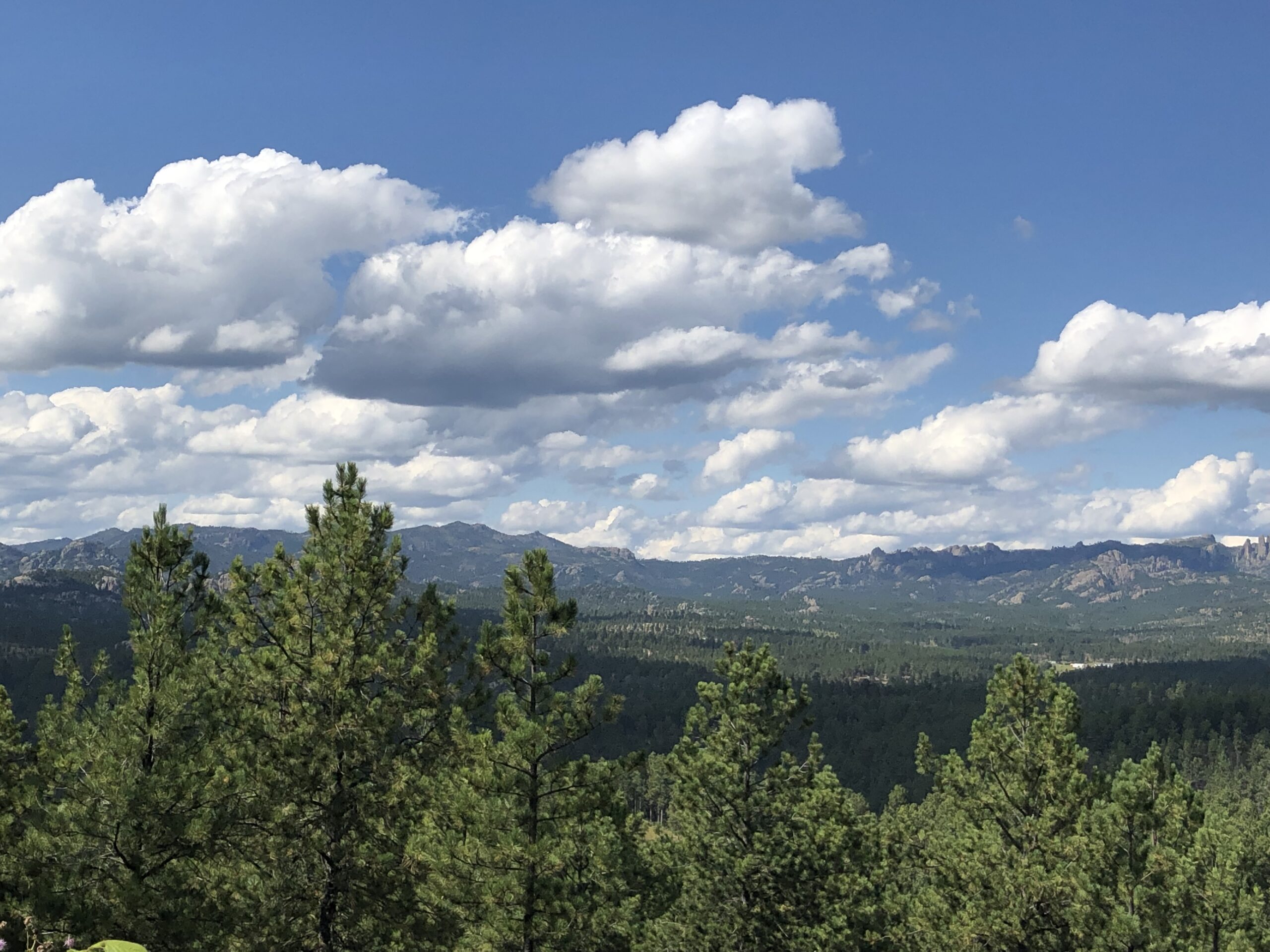 alt="tree tops with cloudy sky above"