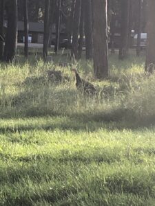 alt="turkey hiding in the long grass"