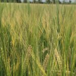 alt="close up of wheat in a field"
