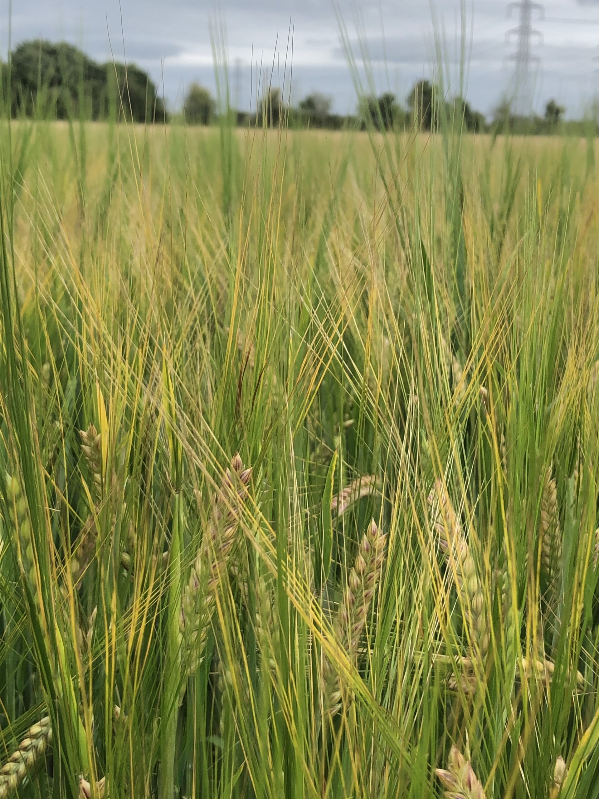 alt="close up of wheat in a field"