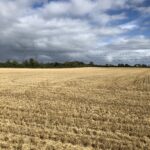 alt="harvested crop in field with sky& clouds"