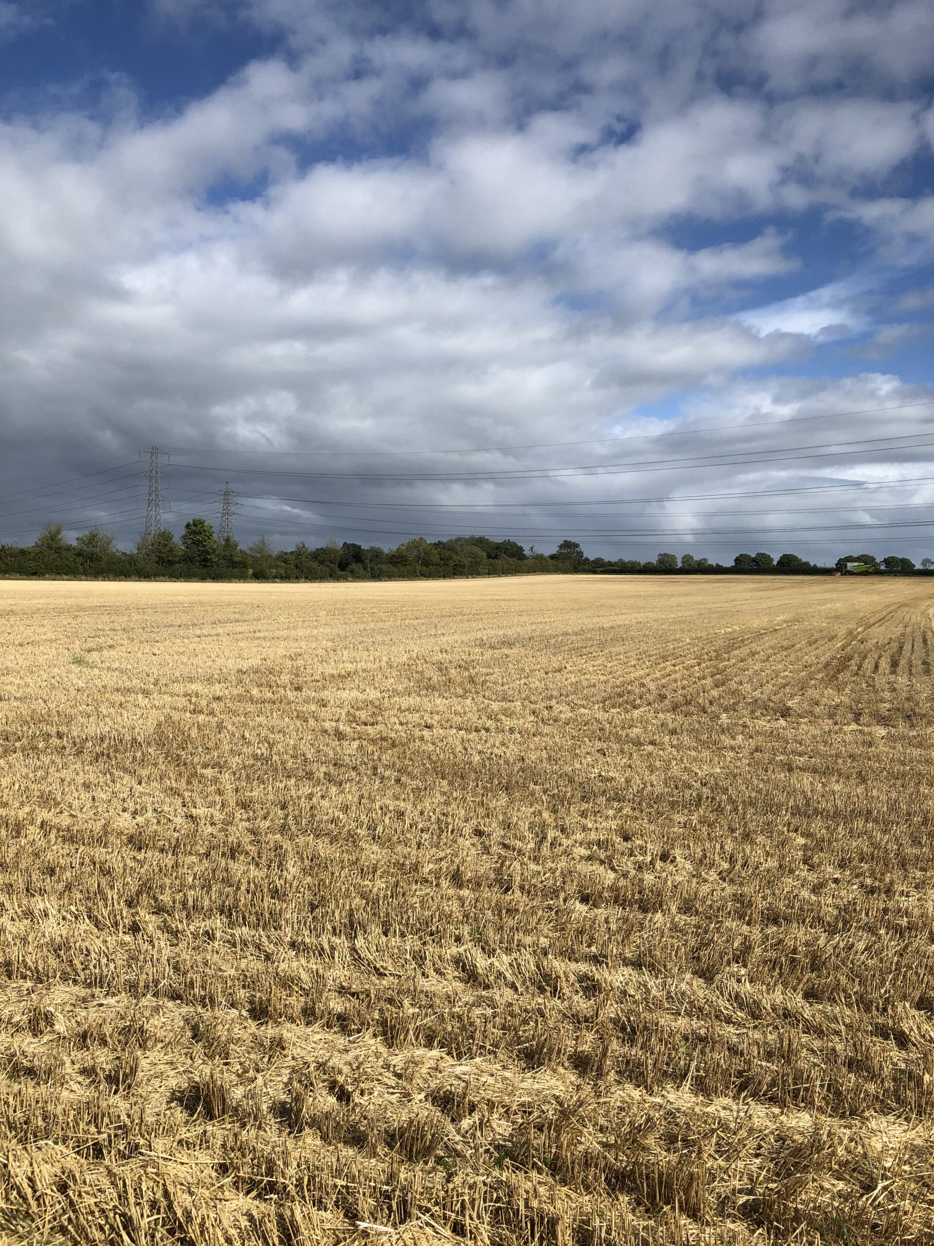 alt="harvested crop in field with sky& clouds"