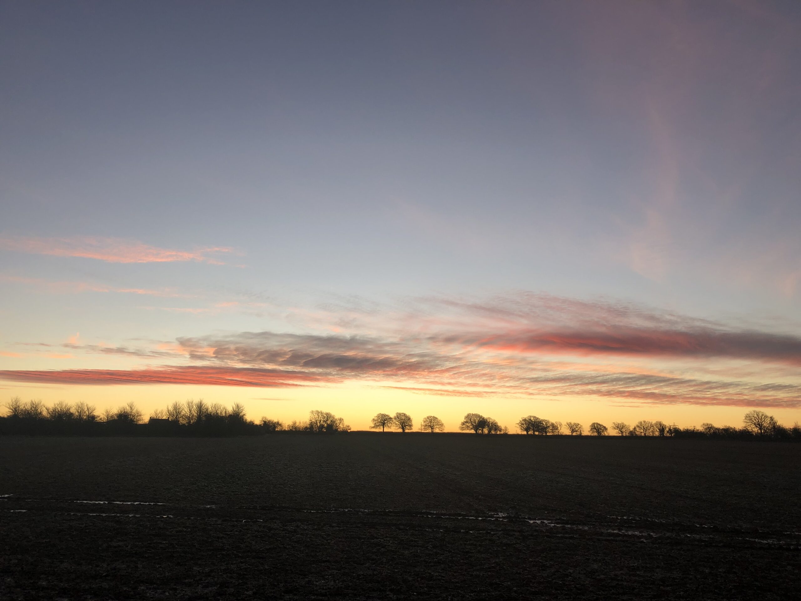 alt="grass with trees in line on horizon"