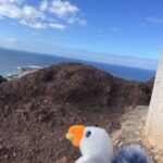 alt="toy seagull with mound behind"