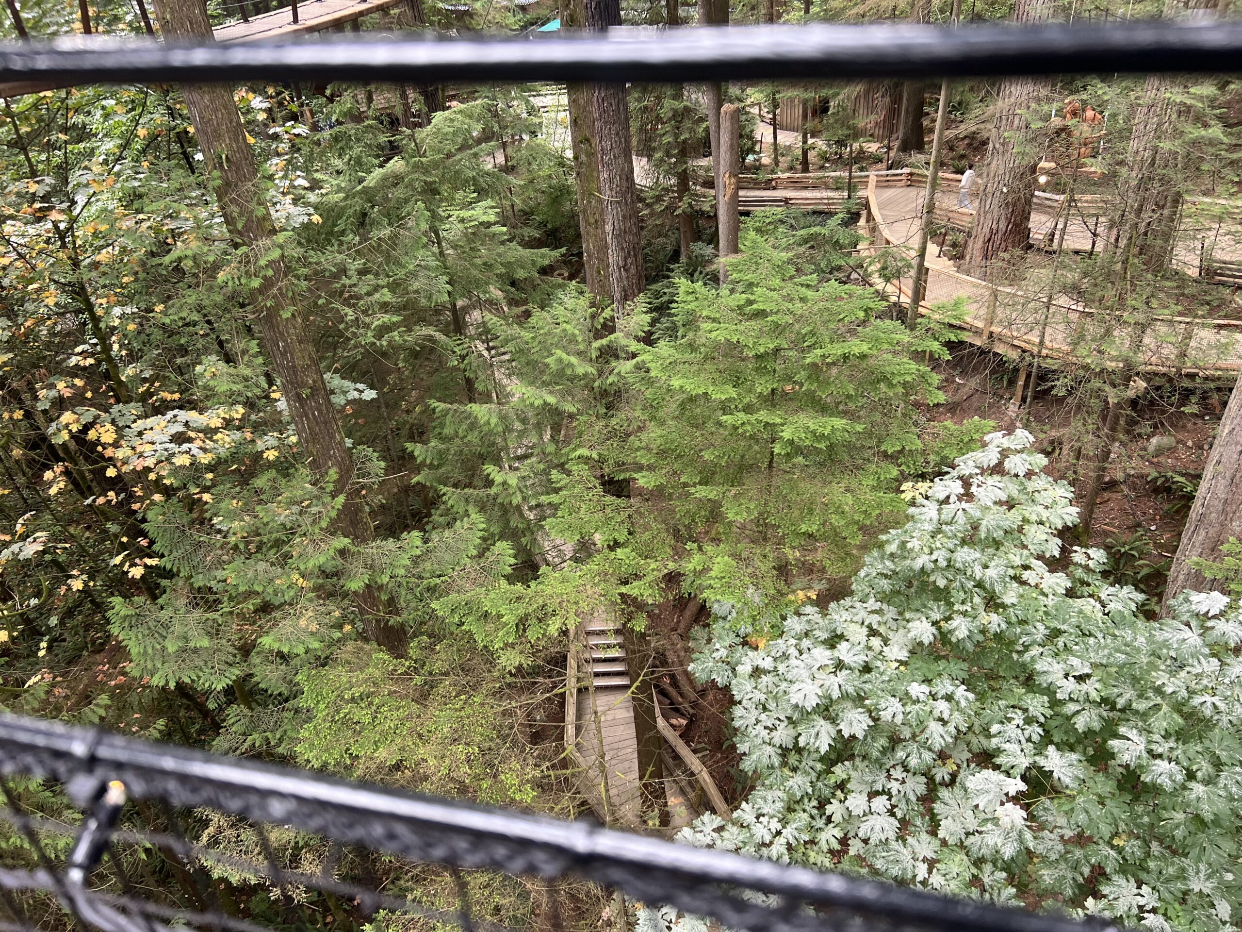 alt="wooden walkway structure"