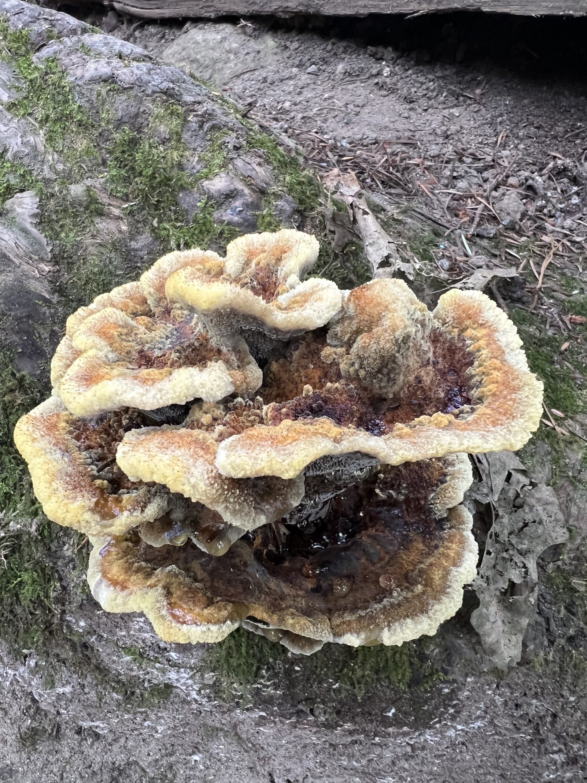 alt="odd shaped fungus"