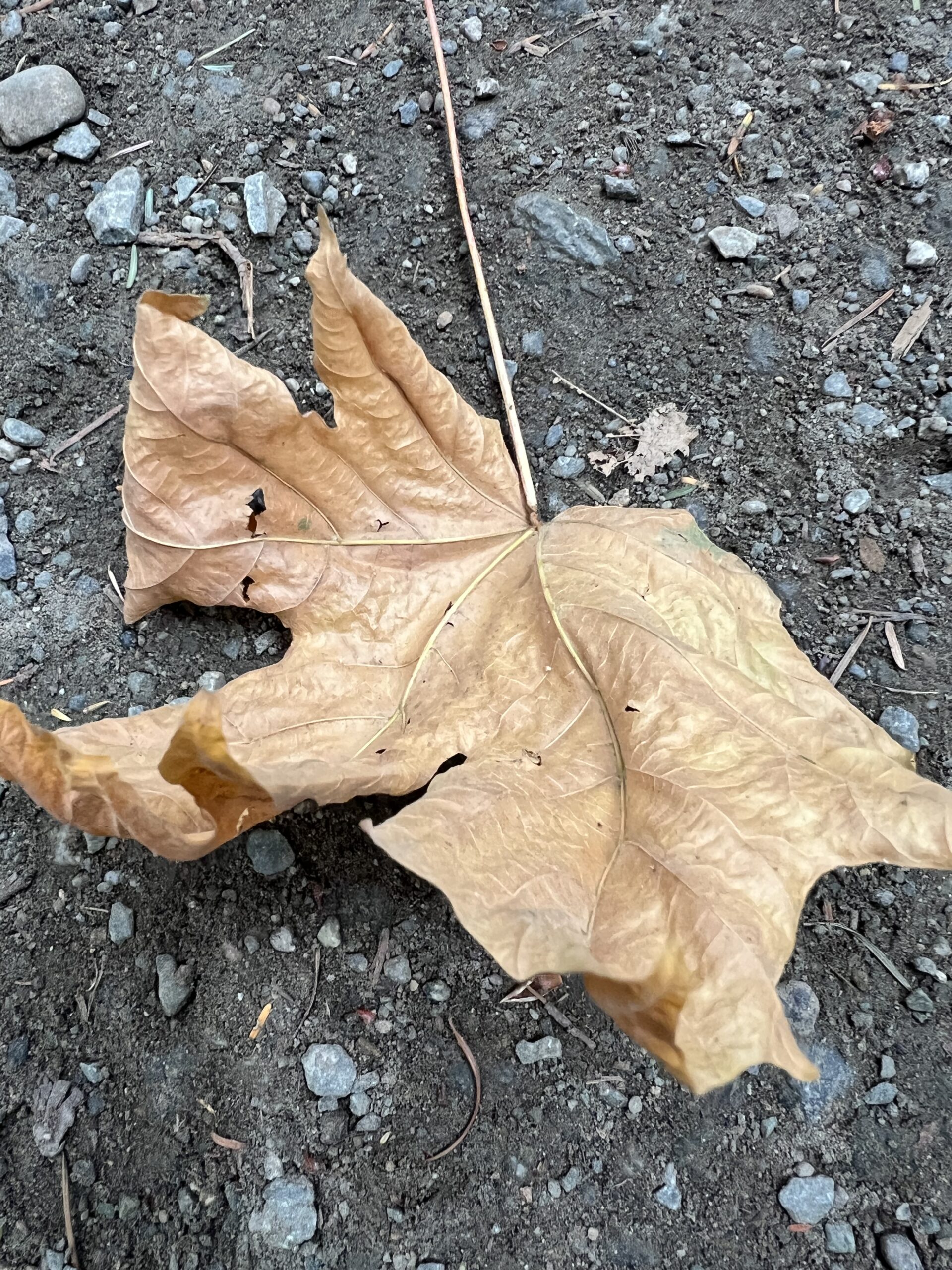 alt="fallen maple leaf"