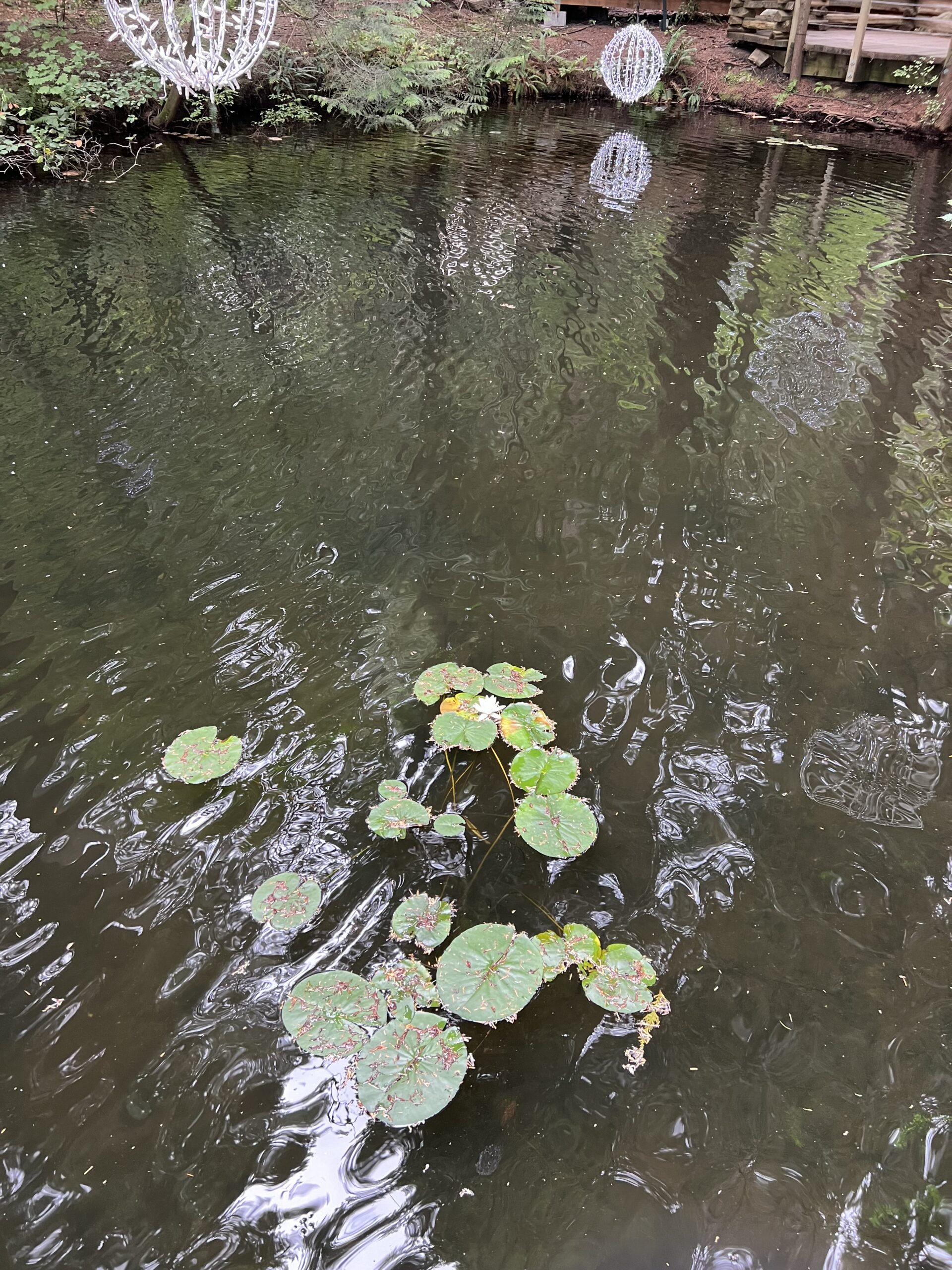 alt="water with waterlily leaves"
