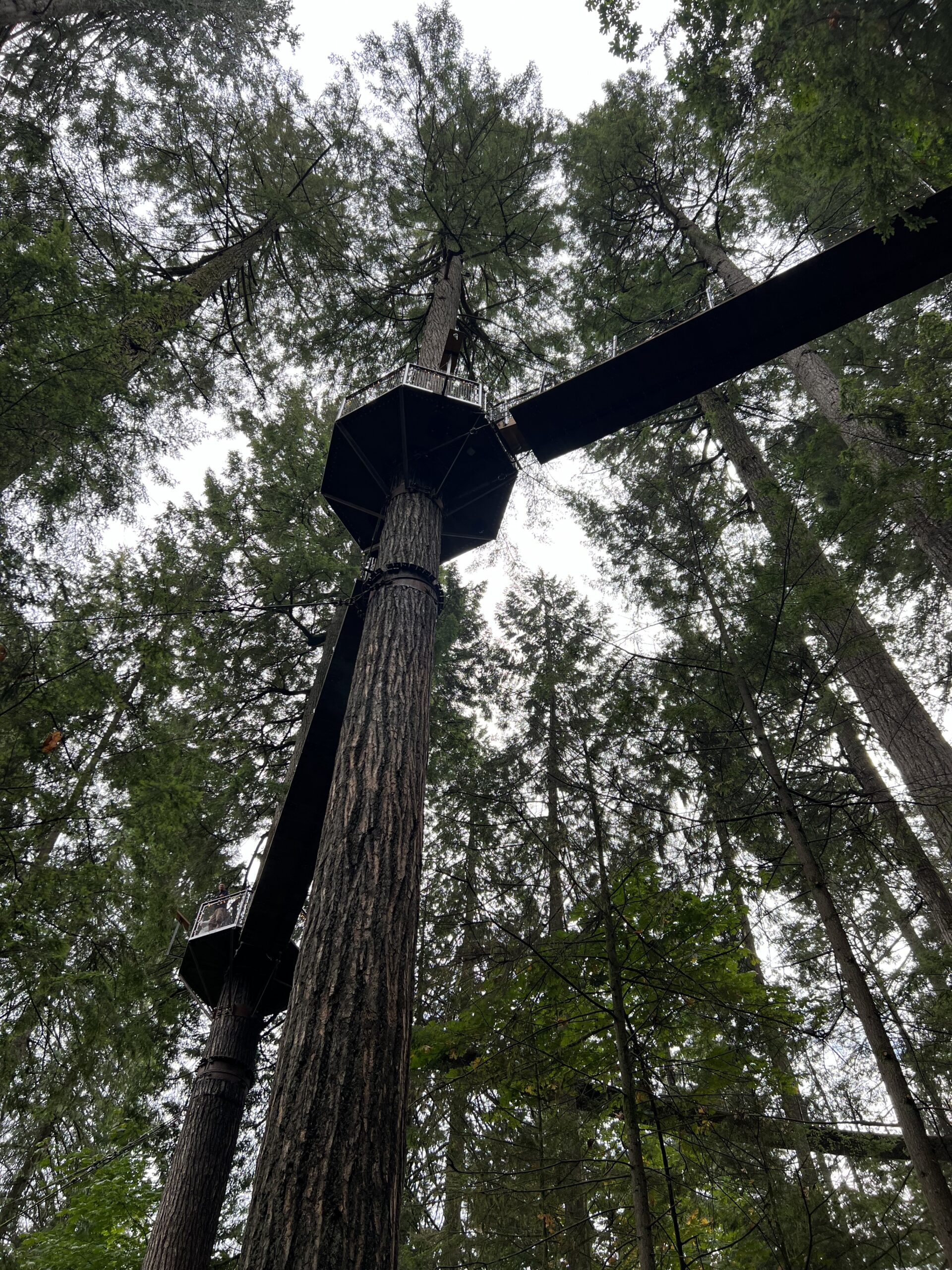 alt="tall tree with walkway attached"