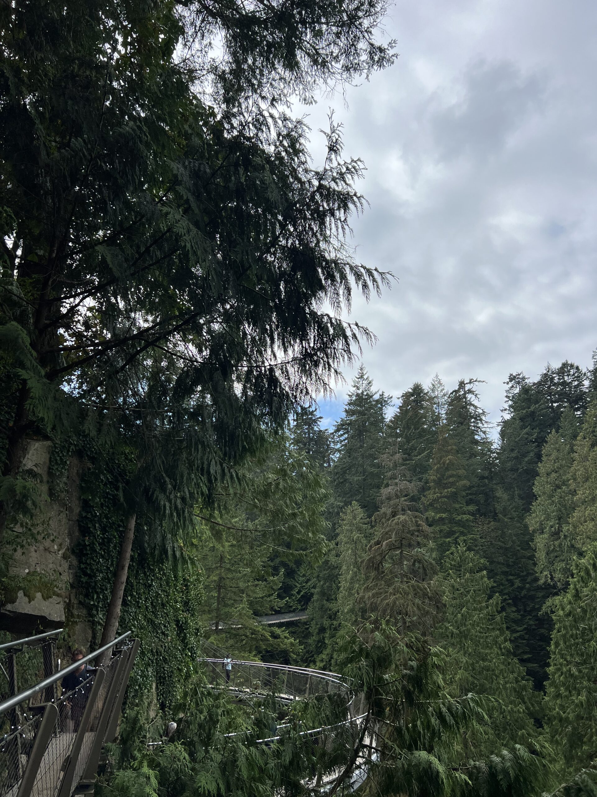 alt="tree line & walkway"